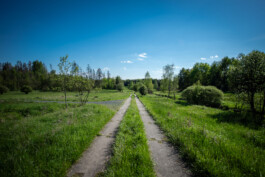 WANDERWALL
